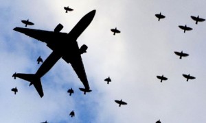 Choosing European Airlines