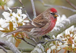 European Birds