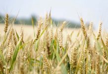 The new Japanese technologies helping to fight COVID‐19